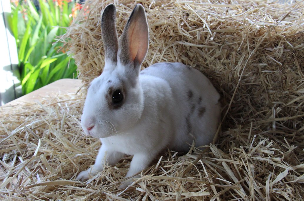 Lapin dans une litière de paille