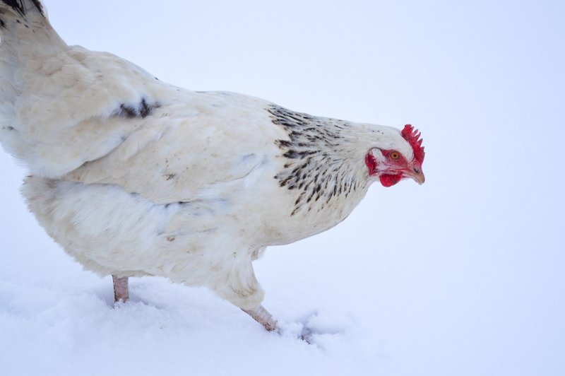 Une poule sussex se promène dans la neige