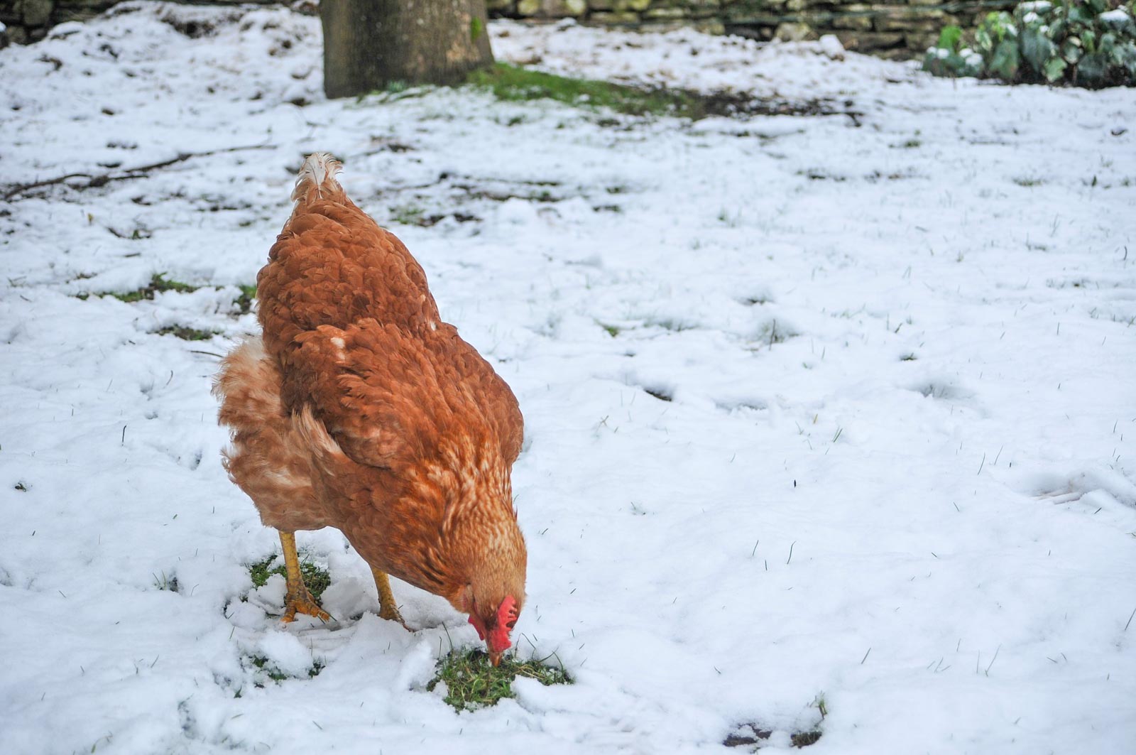Une poule rousse qui picore l'herbe en hiver