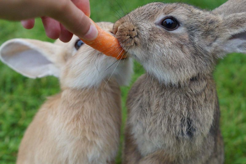 Deux lapins qui mangent une carotte
