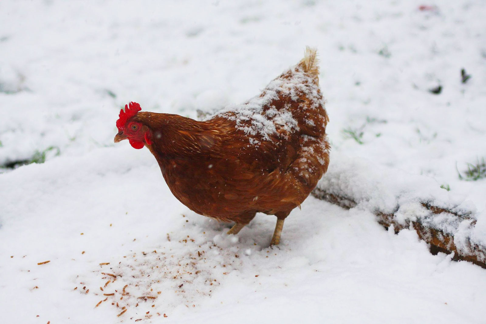 Une poule rousse dehors dans la neige