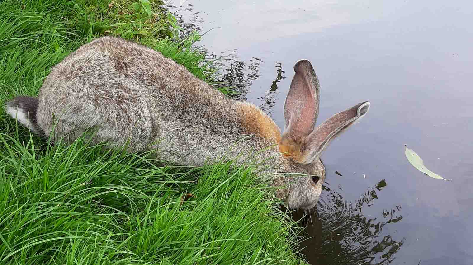 Position naturelle d'un lapin qui boit