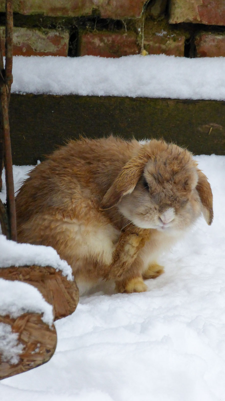 Lapin nain dehors en hiver