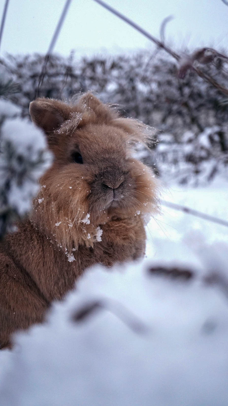 Lapin nain dans la neige