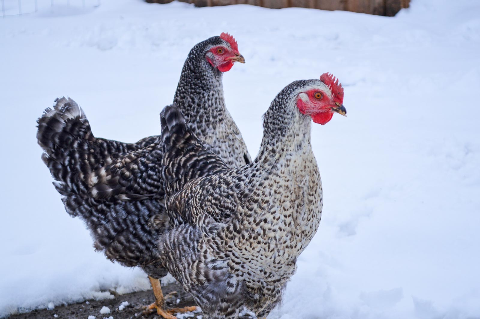 Deux poules coucous à l'extérieur en hiver
