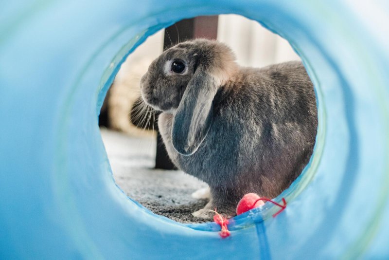 Lapin devant un tunnel de jeu