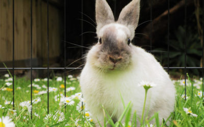 Comment (bien) aménager et sécuriser l’enclos extérieur de votre lapin