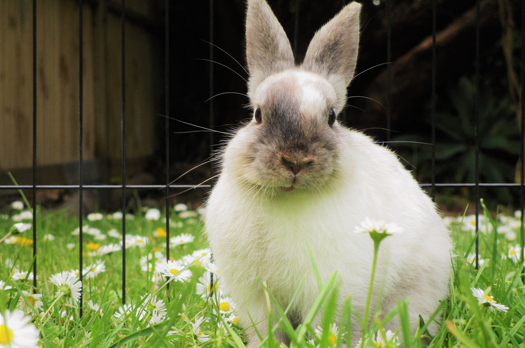 Animaux de compagnie, un lapin dans votre jardin