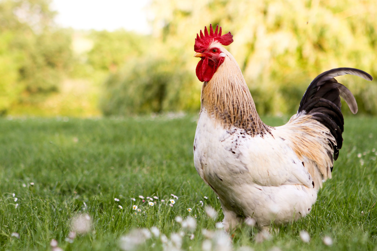 Un coq dans un champ