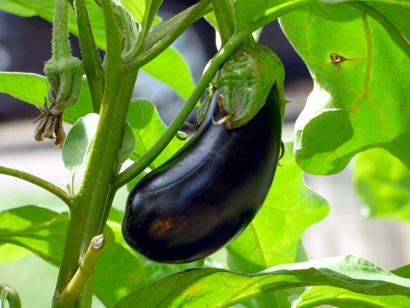 L'aubergine crue est un aliment toxique pour les poules