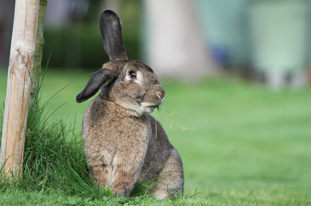 Lapin qui mange des brins d'herbe