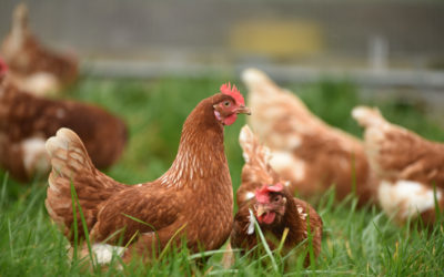 Comment facilement nourrir vos poules pondeuses au quotidien ?