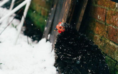 Comment protéger vos poules en hiver ?