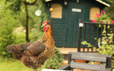 J’installe des poules dans mon jardin : quels équipements de base ?