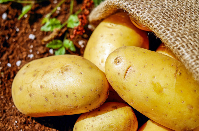 Les épluchures de pommes de terre sont toxiques pour les poules