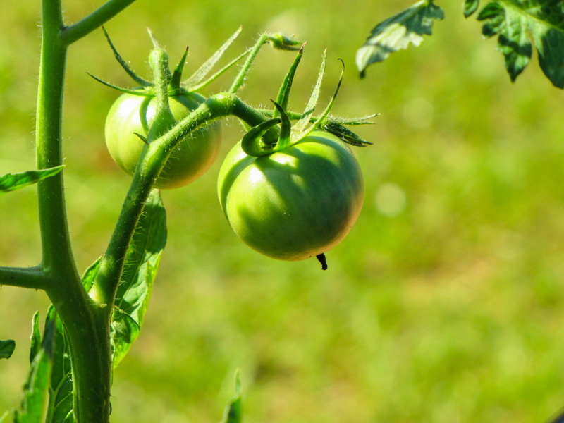 Les tomates vertes sont toxiques pour les poules