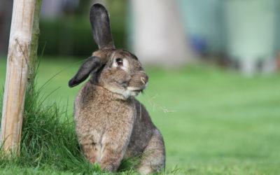 Donner à manger à son lapin : les 5 accessoires essentiels du coin repas