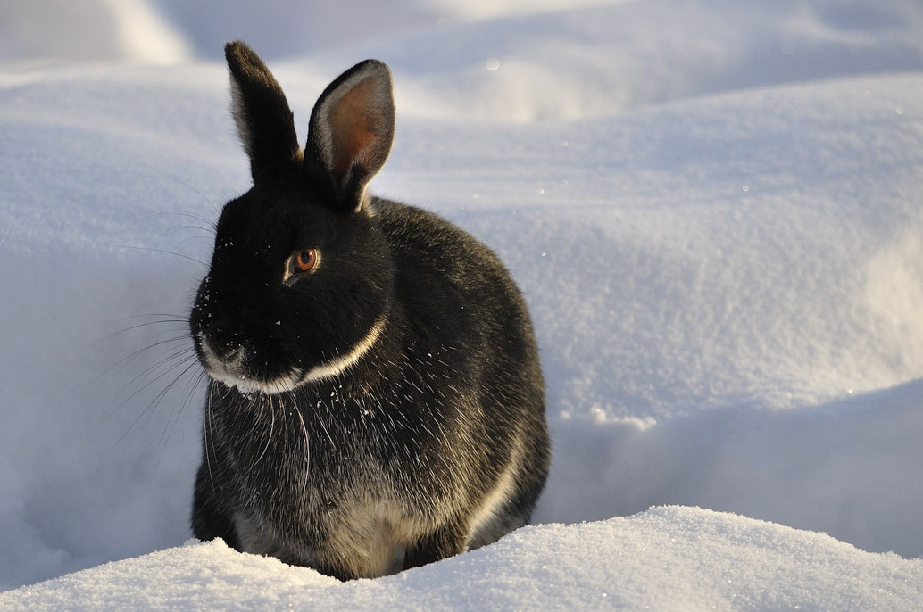 Lapin dehors en hiver dans la neige