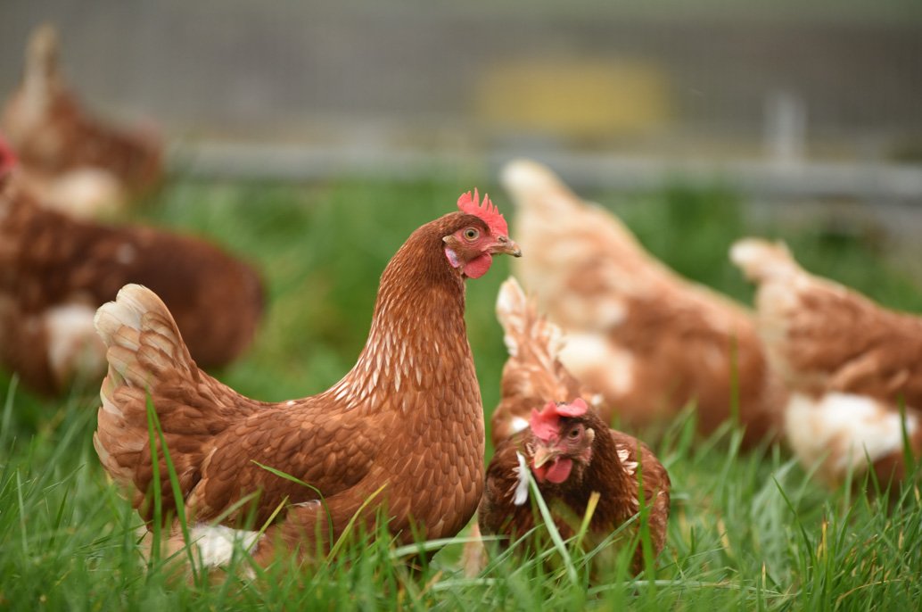 Deux poules mangent dans un enclos herbeux