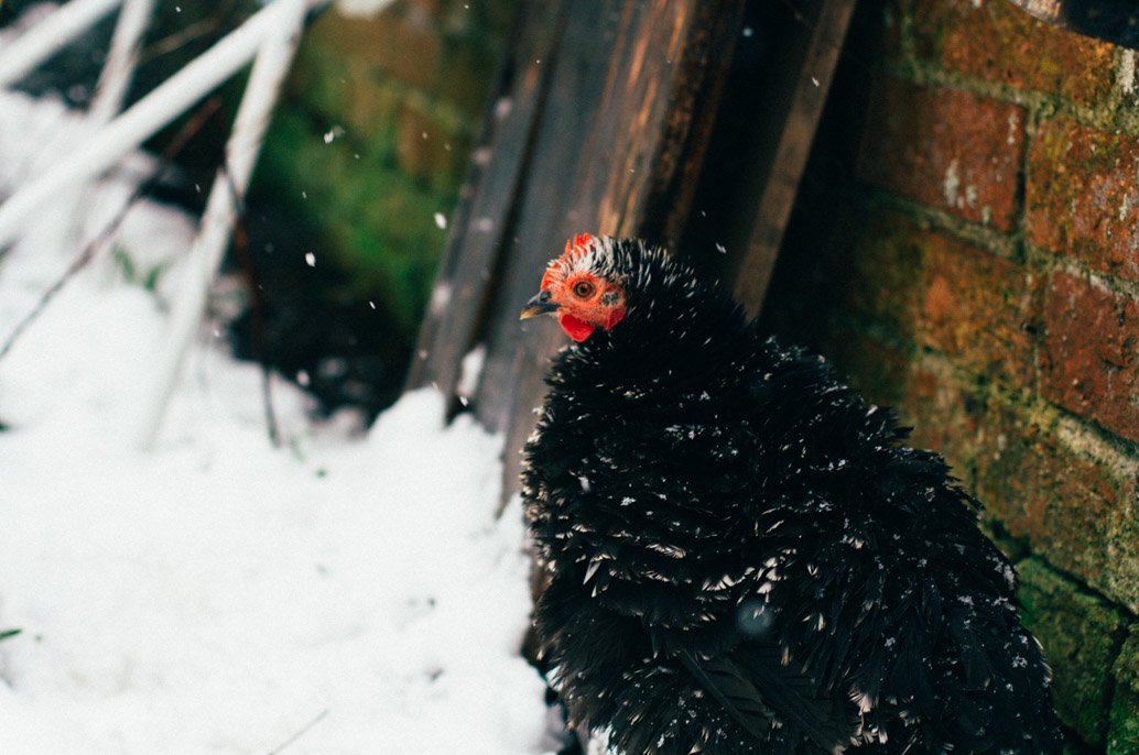 Une poule dehors en hiver