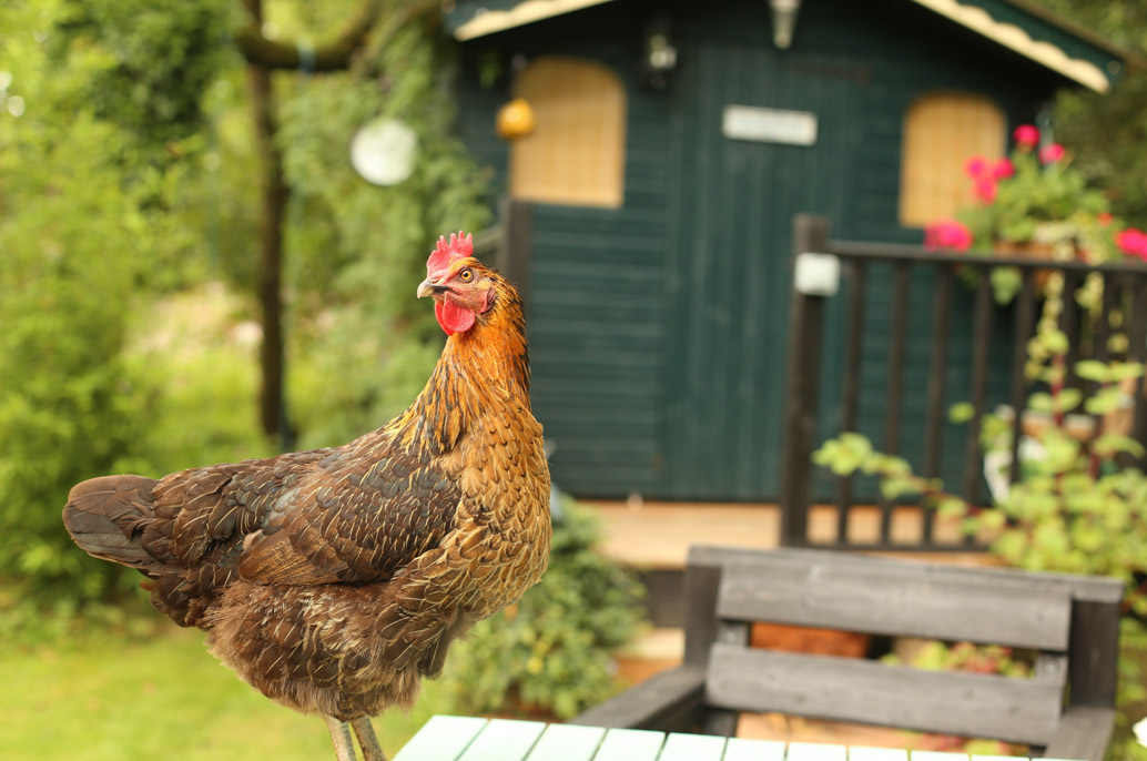 Poule dans le jardin devant le poulailler