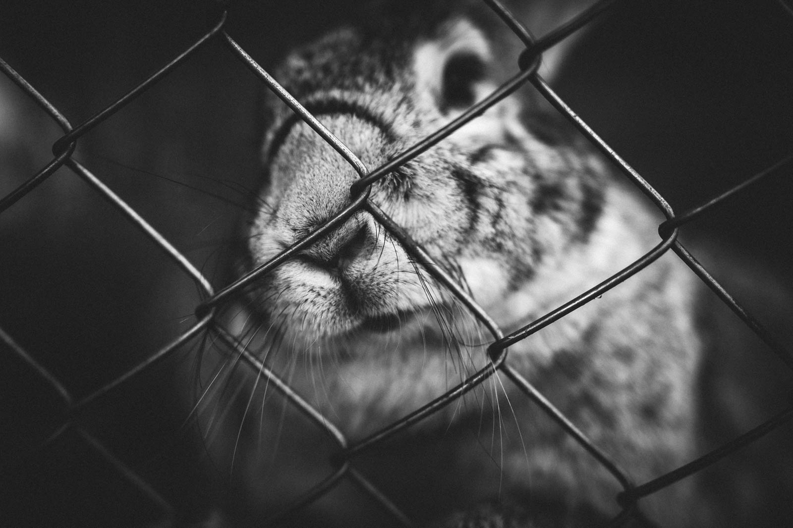 Lapin enfermé dans une cage