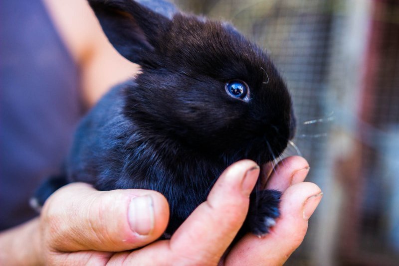 Bébé lapin