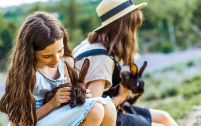 Animalerie ou refuge : où acheter mon lapin ?