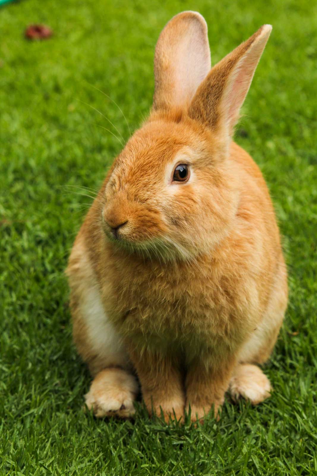 Lapin vivant dehors toute l'année