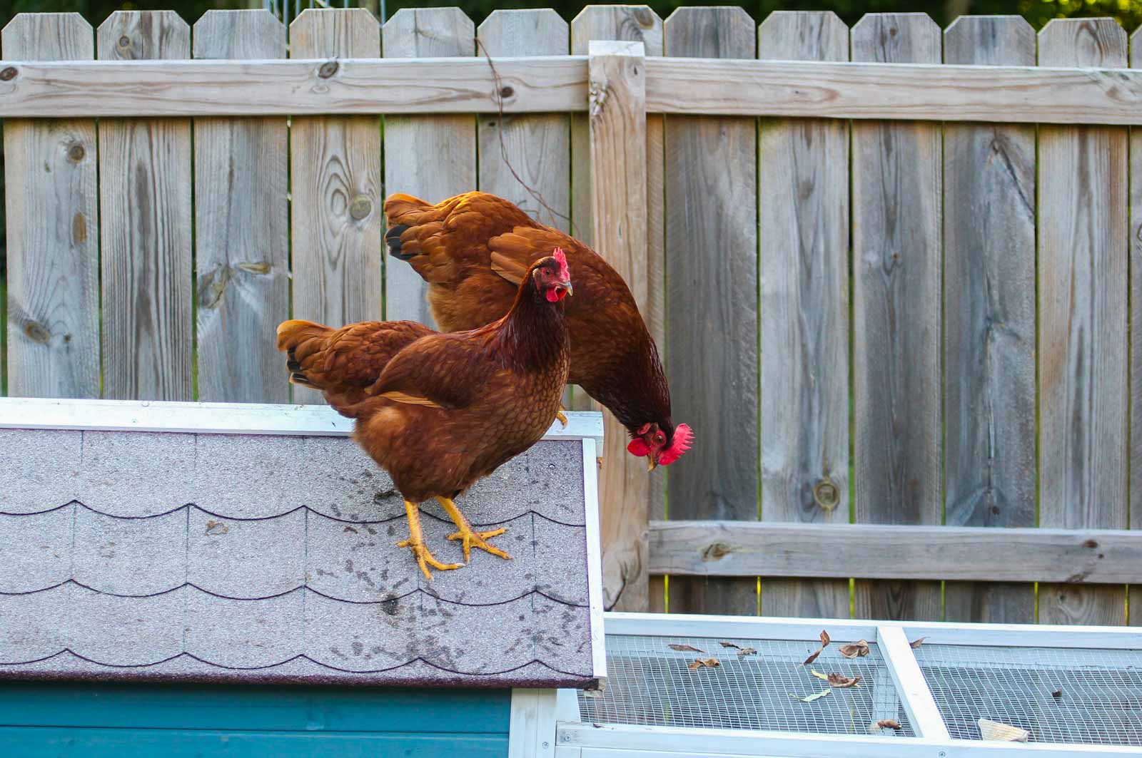 Poules sur le toit de leur poulailler