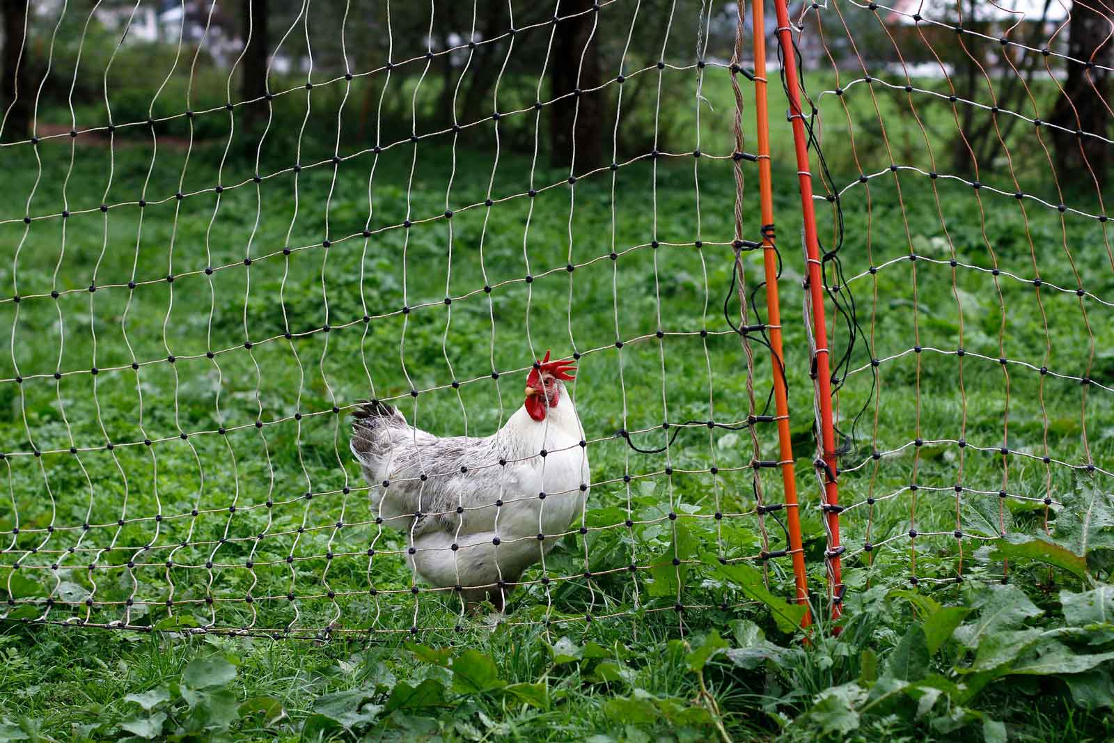 Filet de séparation pour les poules