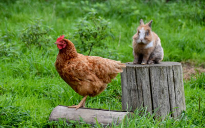 Lapins et poules peuvent-ils cohabiter dans le jardin ?