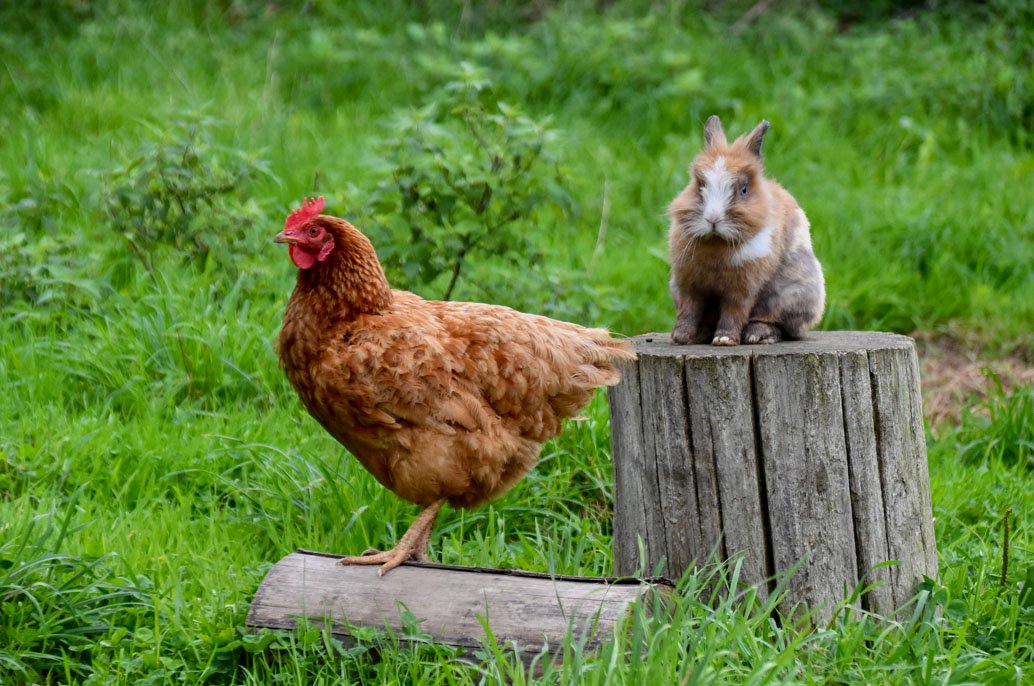 Cohabitation entre une poule et un lapin