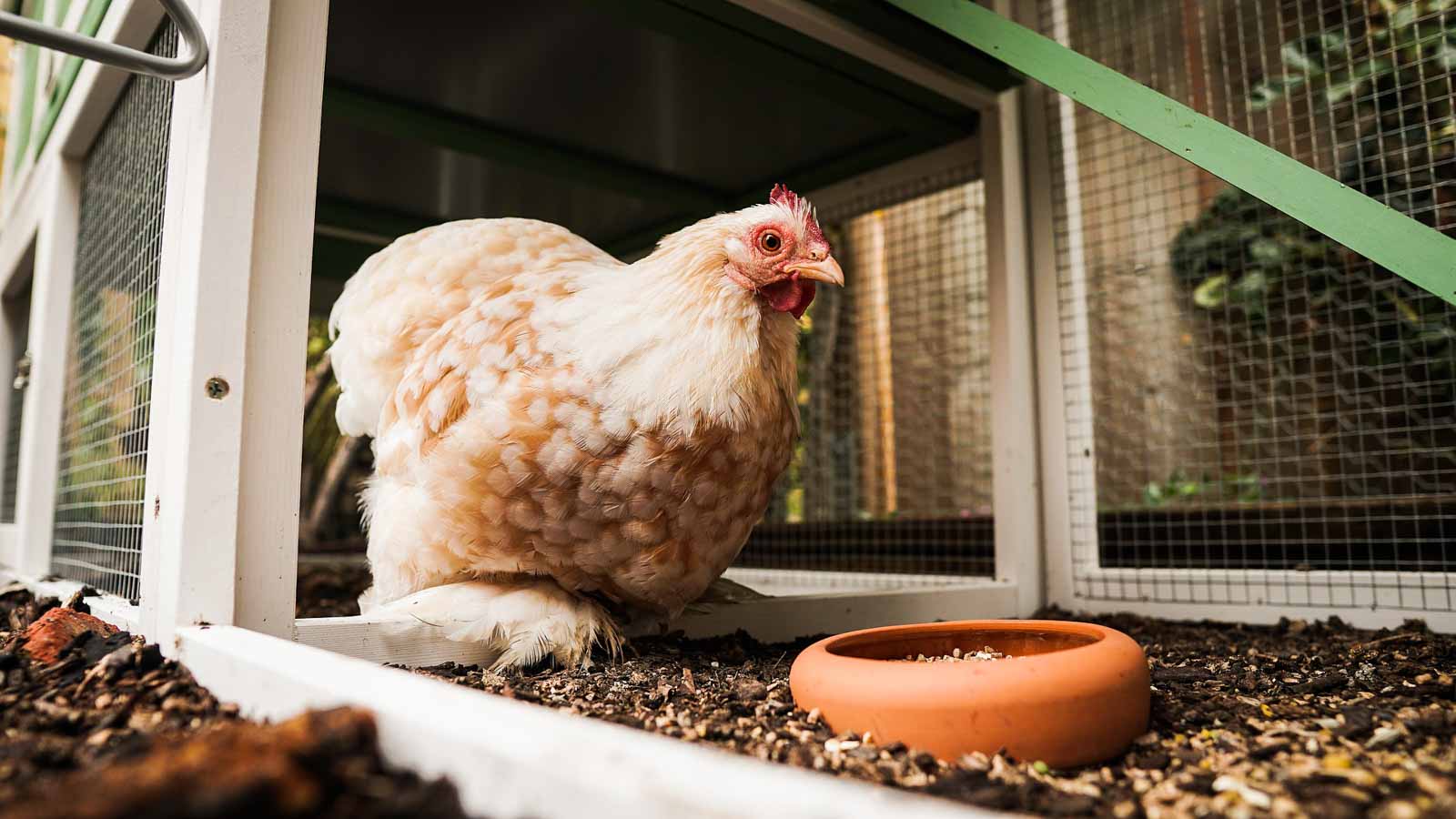 Une poule dans le petit enclos attenant au poulailler