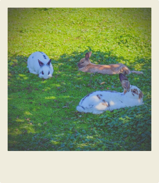 Lapins couchés dans leur enclos
