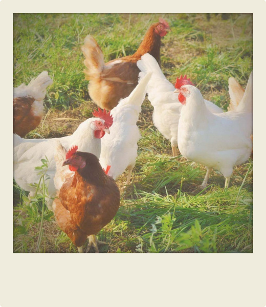 polaroid de poules dans un jardin