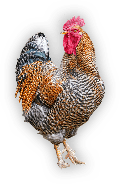 coq pour illustrer la page guide d'achat de poulaillers coq pour illustrer la page guide d'achat de poulaillers