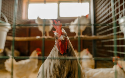 Vrai ou faux : les poules sentent-elles mauvais ?