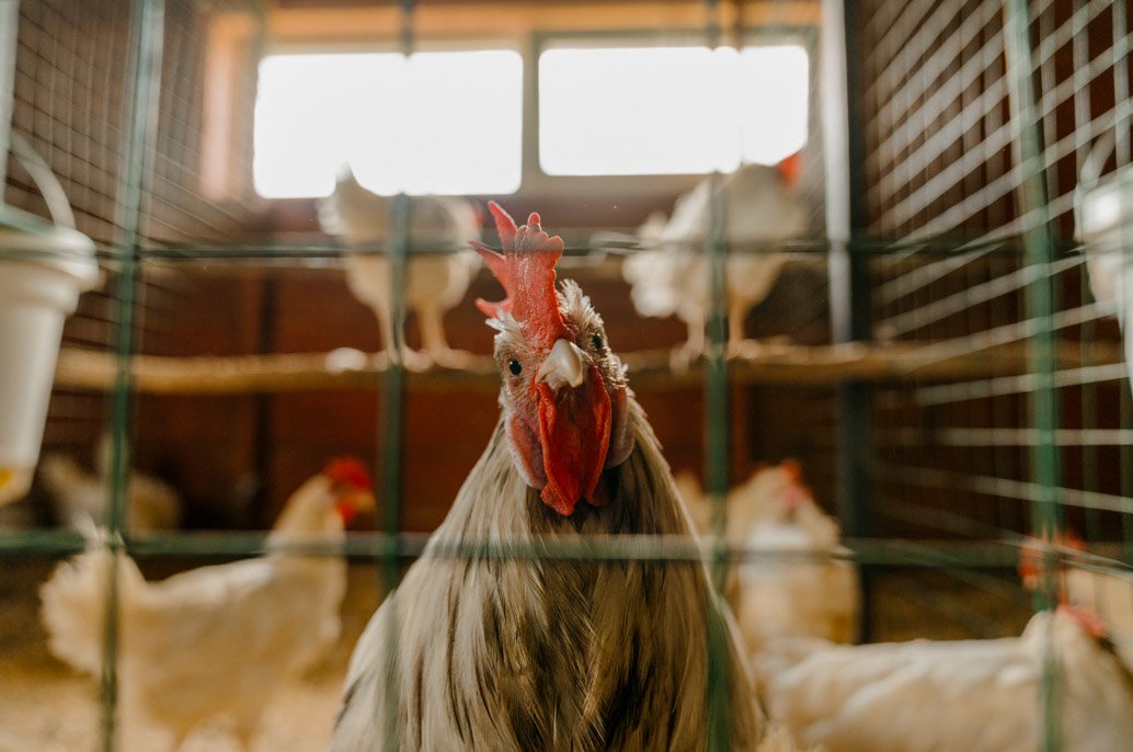 Poule à l'intérieur d'un poulailler