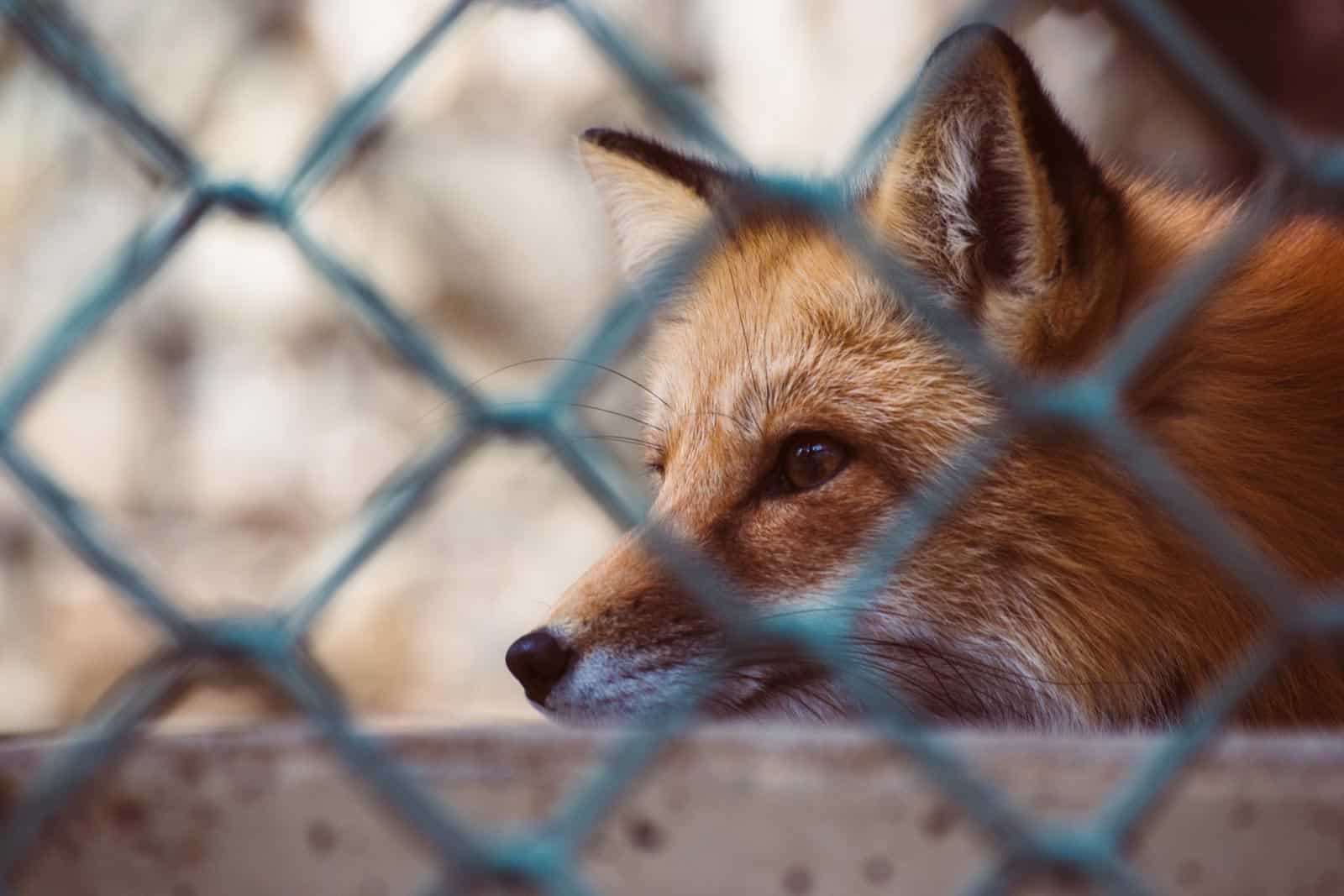 Renard à l'extérieur d'un poulailler