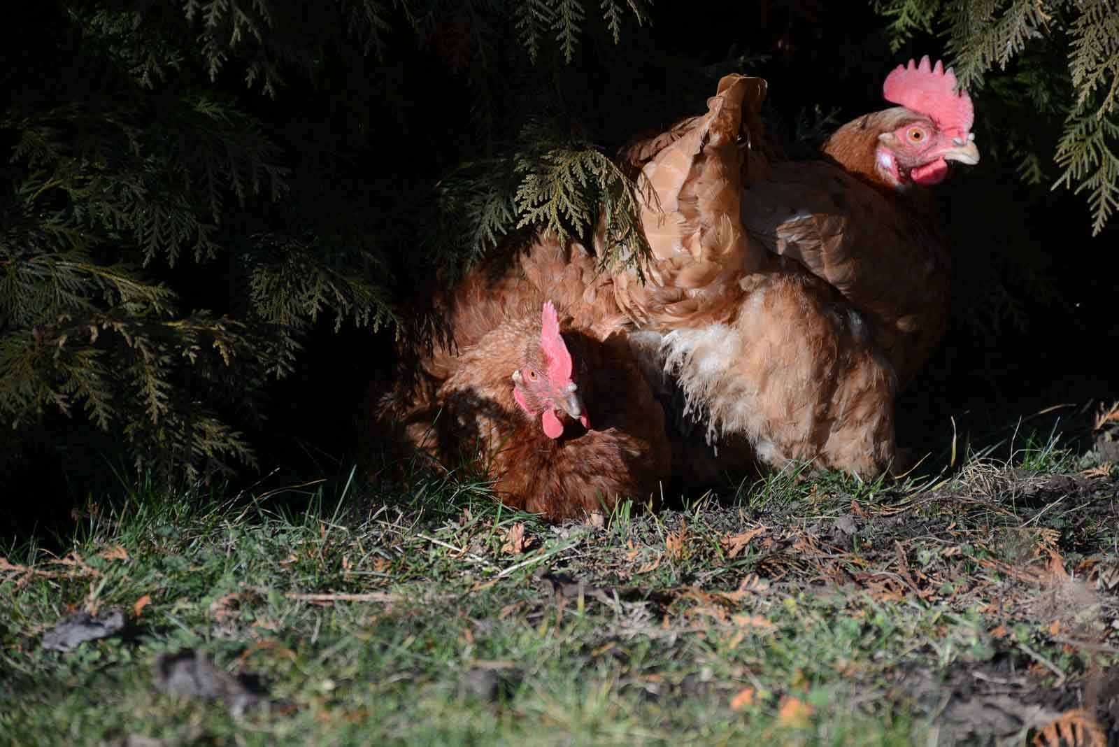 Poules à l'extérieur du poulailler la nuit