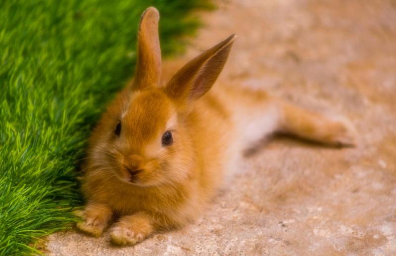 Lapin nain couché dehors