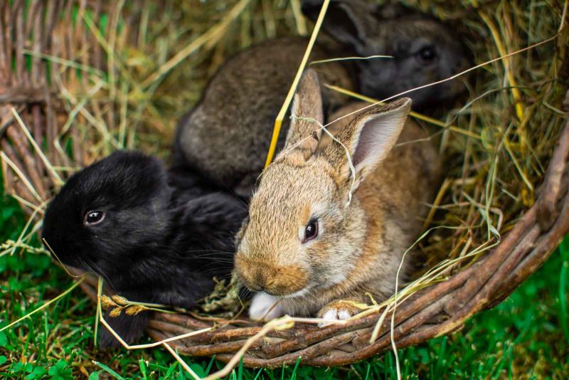 Lapins se protégeant de l'ombre dans un tunnel en osier