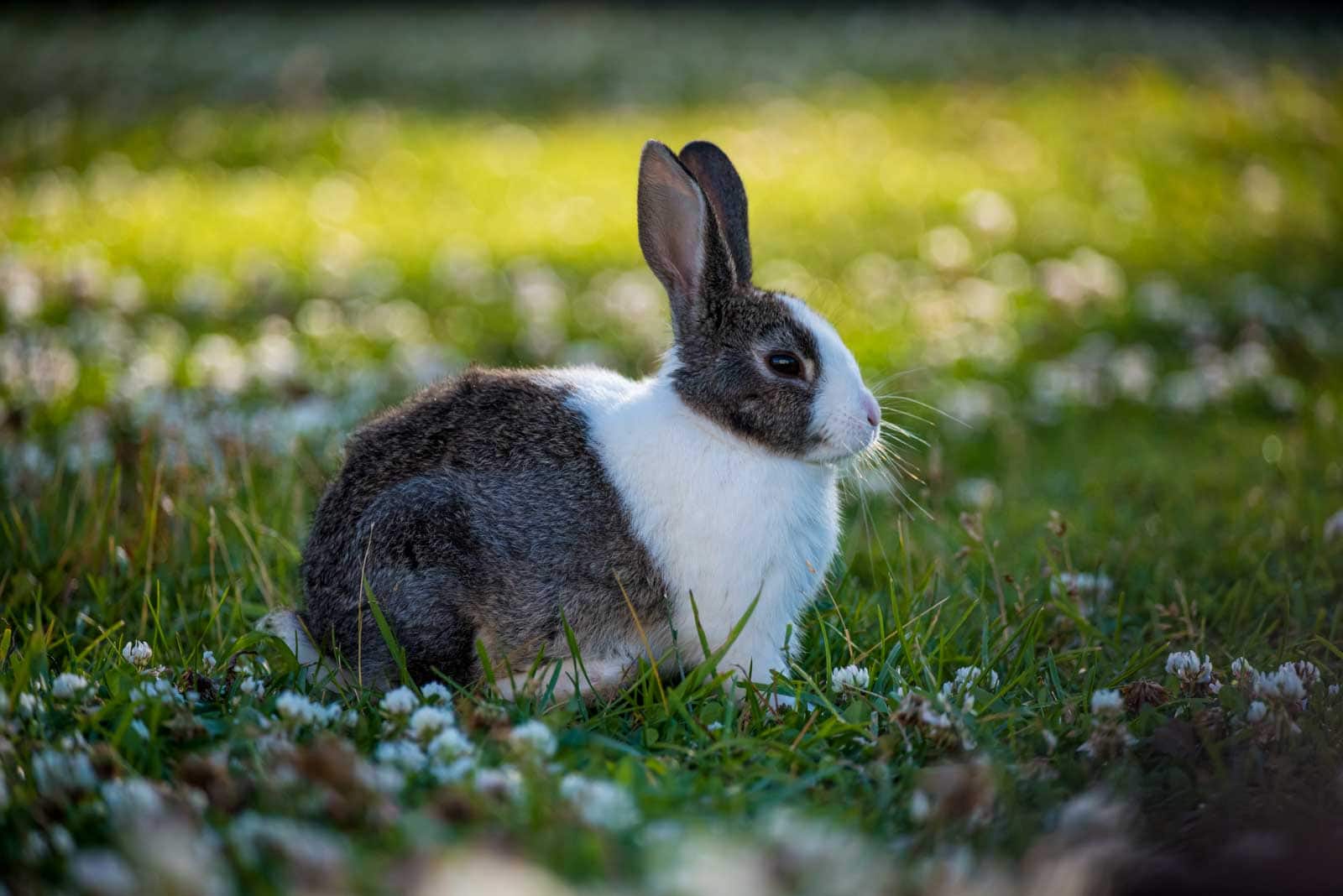 Lapin qui se repose à l'ombre dans le jardin