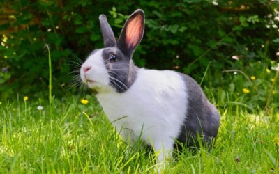 Enclos extérieur du lapin en été : comment protéger son animal de la chaleur