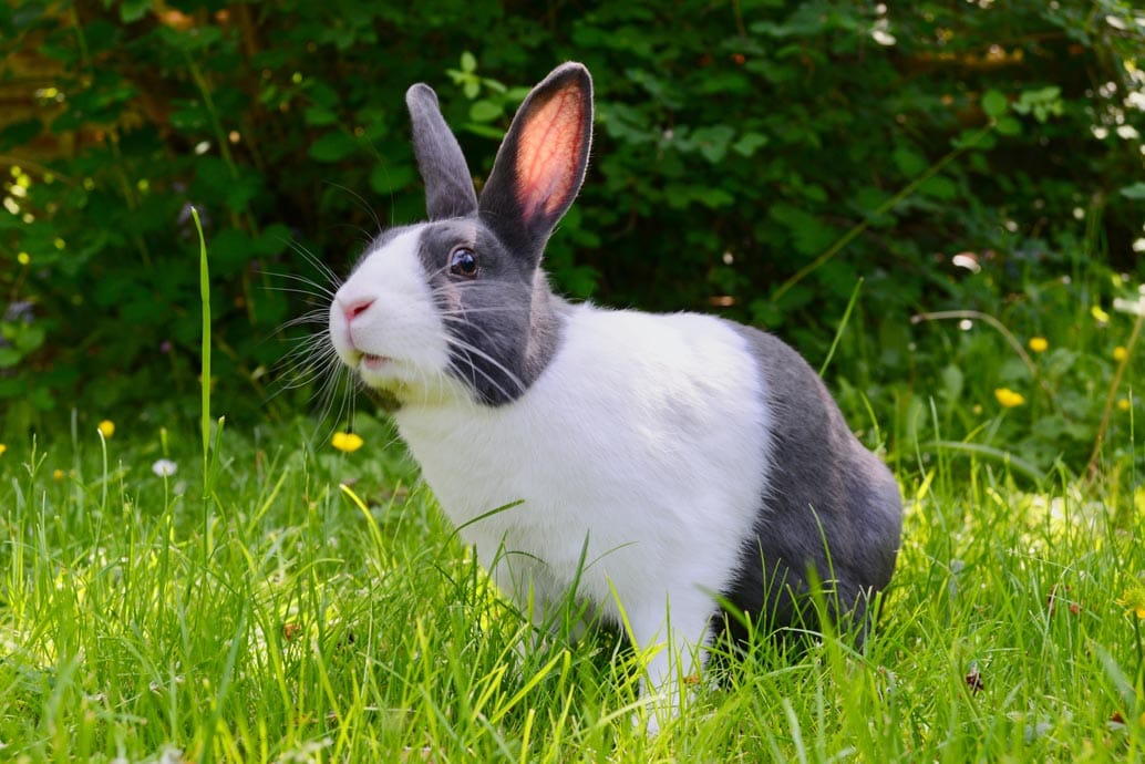 Lapin curieux dans un enclos extérieur