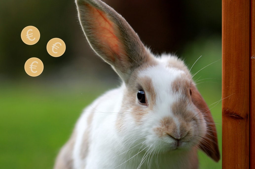 Quel budget prévoir quand on veut un lapin ?