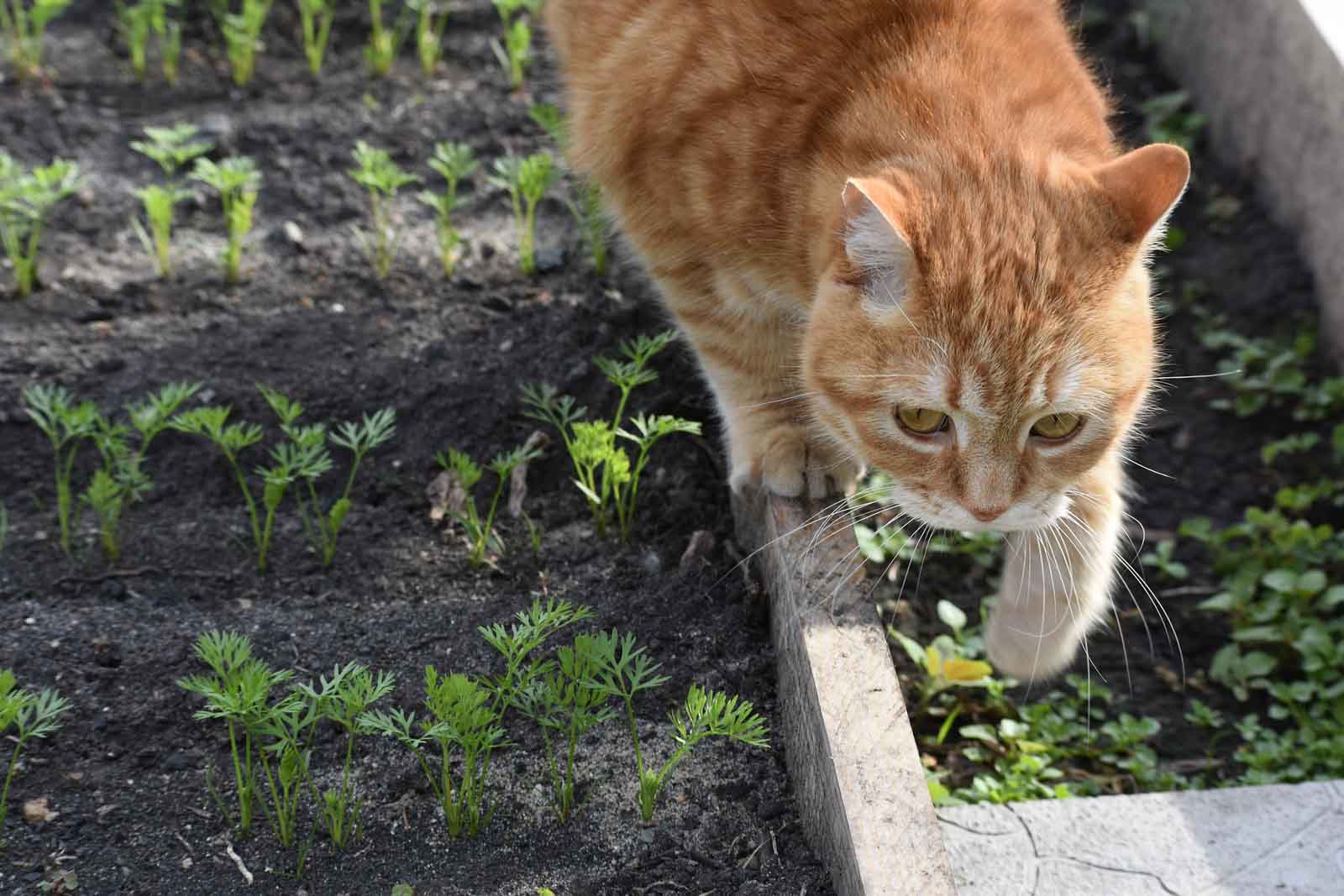 Chat faisant ses besoins dans le potager