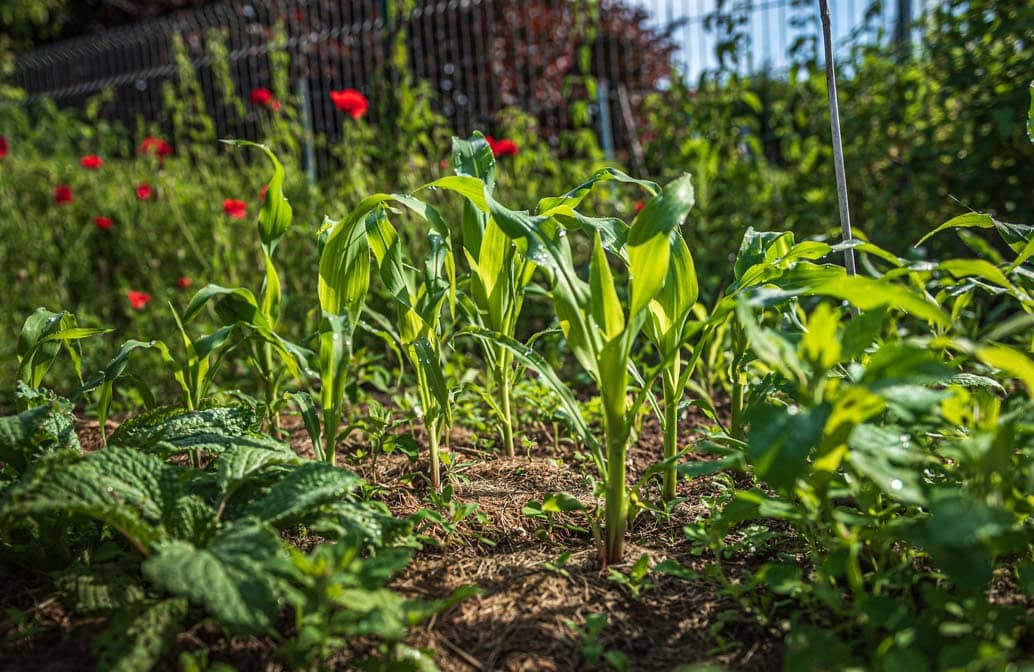 Solutions pour éloigner les poules du potager