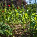 Solutions pour éloigner les poules du potager